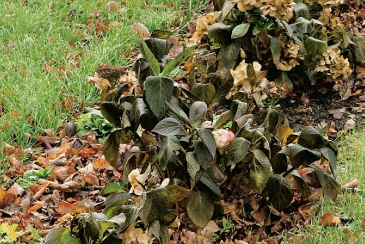 4 tips för gräsmattan just nu 4 tips för gräsmattan just nu